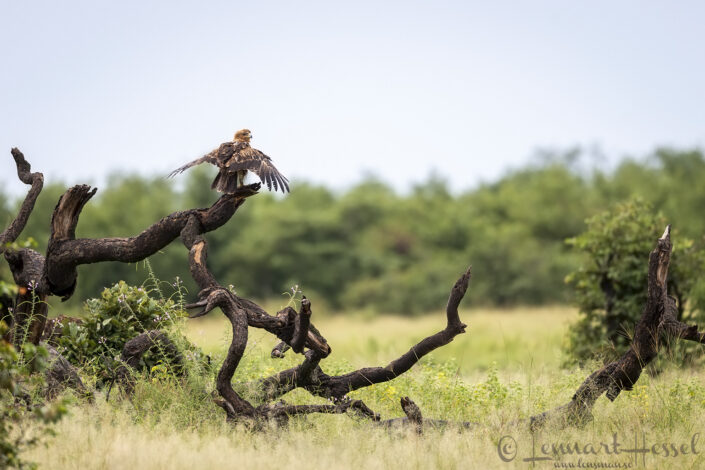 Tawny Eagle drying up, Savute
