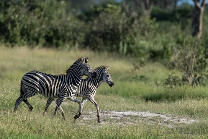 Zebra with foal, Savute