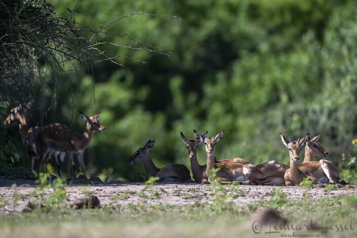 Impala Chobe River Front