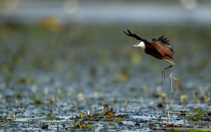 African Jacana landing Chobe River Front