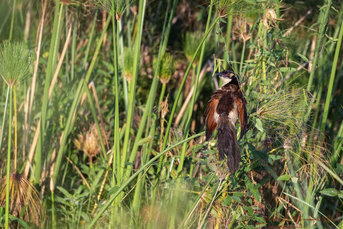 Coppery-tailed Coucal Chobe River Front