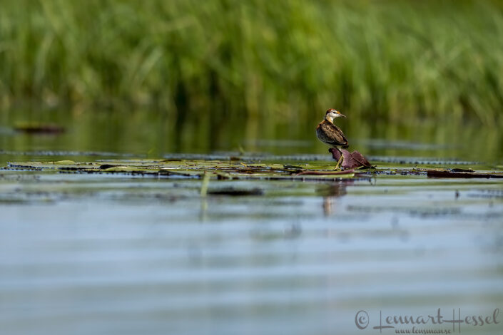 Lesser Jacana Chobe River Front