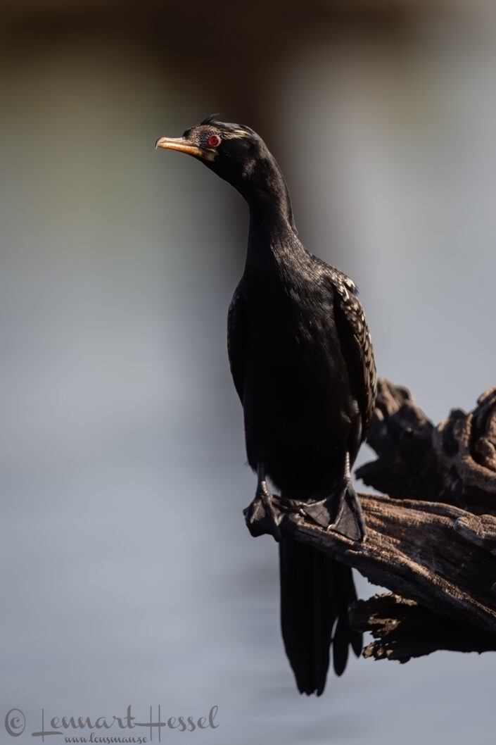 Long-tailed Cormorant Chobe River Front