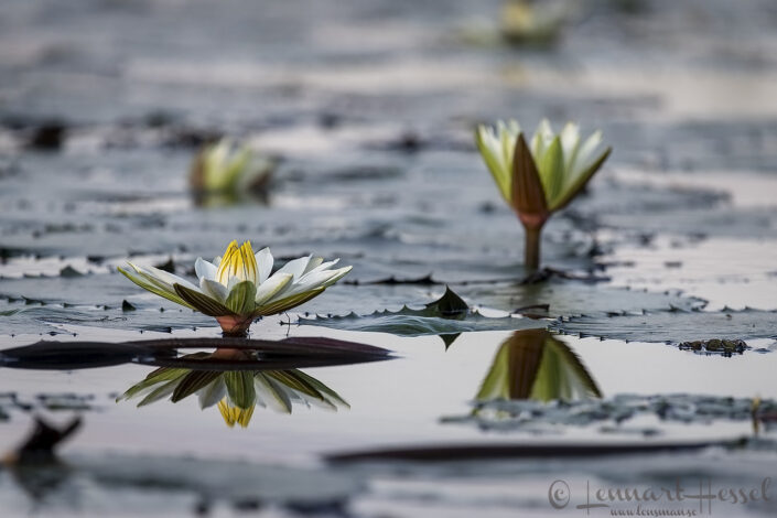 Water Lillies Chobe River