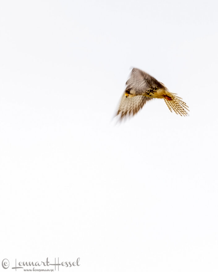 Amur Falcon slow shutter speed Chobe River Front