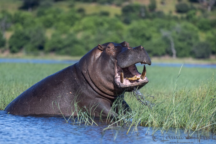 Hippopotamus Chobe River Front