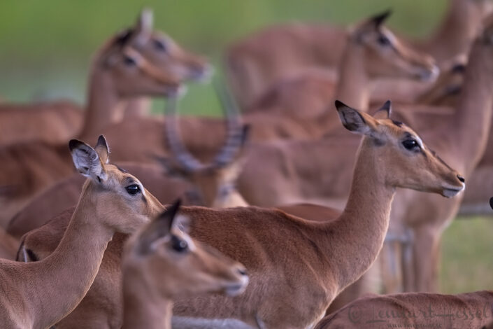 Impala herd Chobe River Front