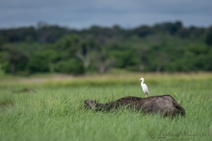 Cattle Egret on Cape Buffalo Chobe River Front