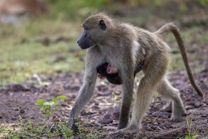 Chacma Baboon cling on Chobe River Front