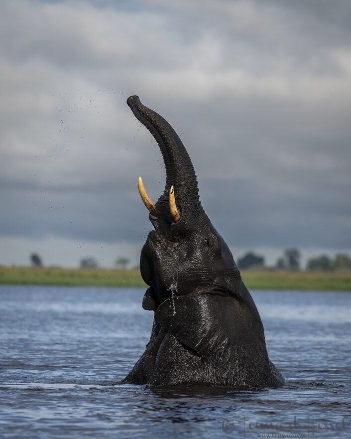 Elephant playing in water Chobe River Front