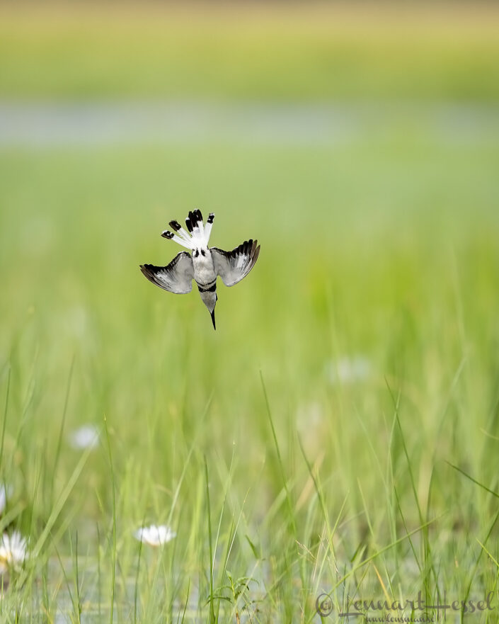 Pied Kingfisher diving Chobe River Front