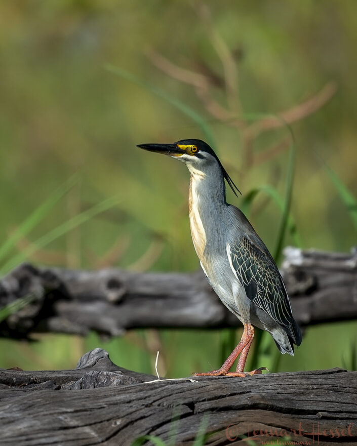 White-backed night heron Chobe River Front
