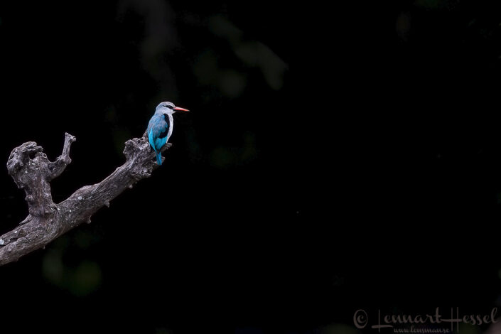 Woodland Kingfisher Chobe River Front