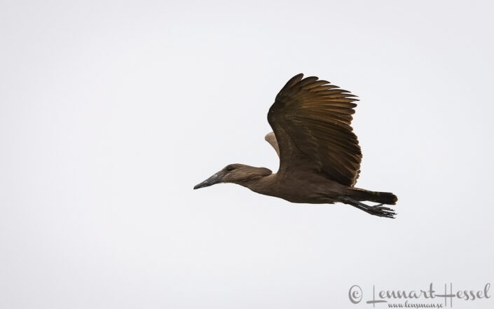 Hamerkop in flight Chobe River Front