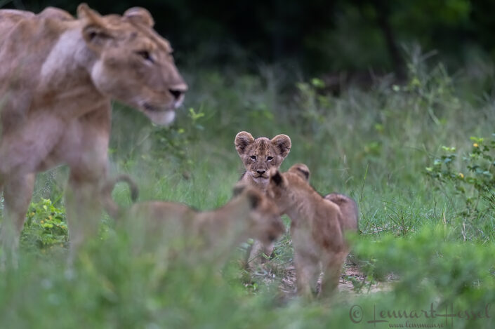 Lion family Chobe River Front