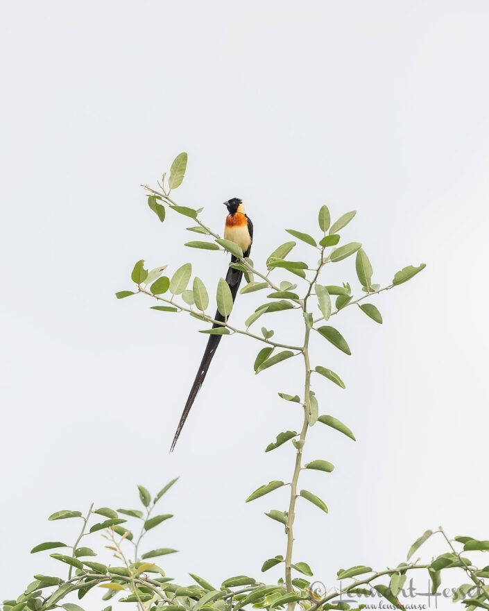 Long-tailed paradise whydah Chobe River Front