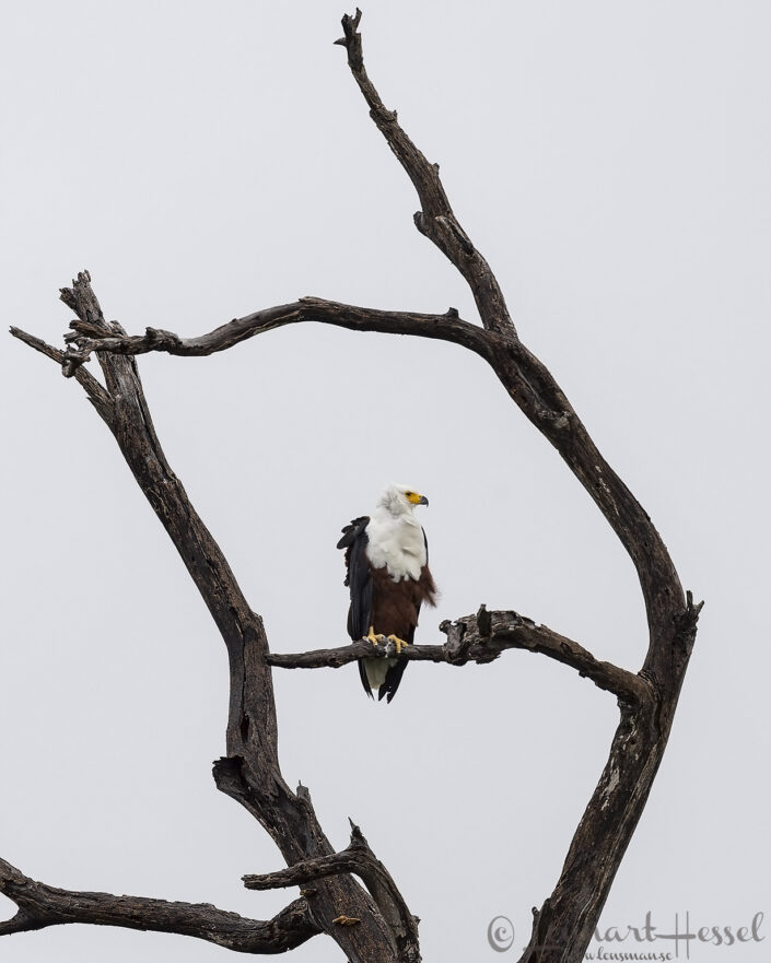 African Fish-Eagle framed Chobe River Front