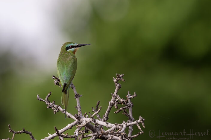 Blue-cheeked Bee-eater Chobe River Front