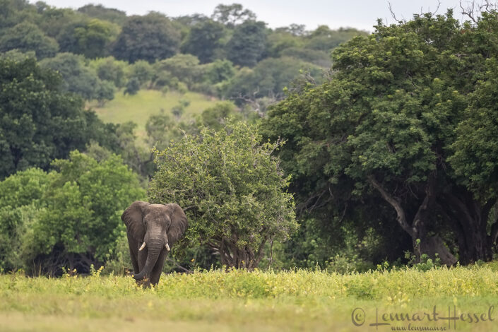 Elephant in habitat Chobe River Front