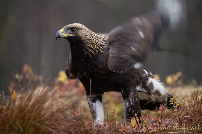 Golden Eagle shake Kalvtr&auml;sk