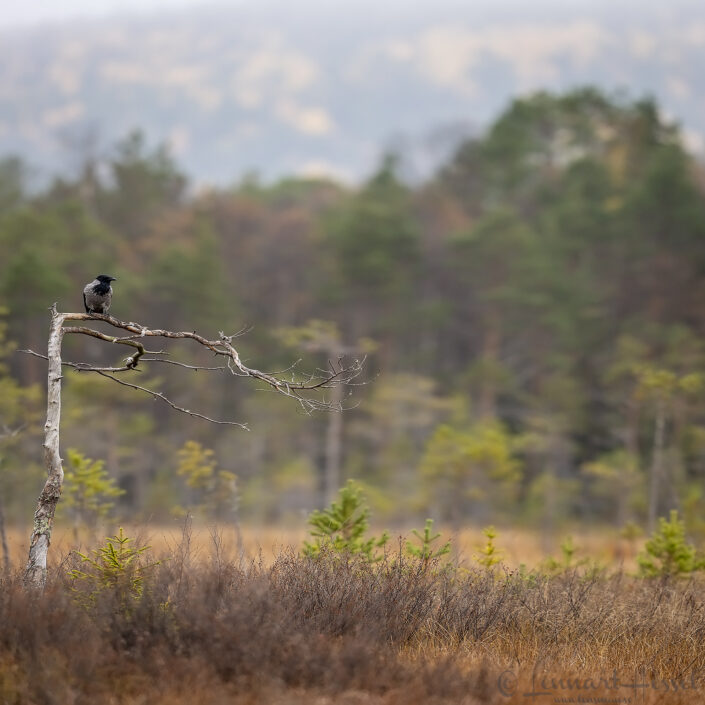 Hooded Crow Kalvtr&auml;sk