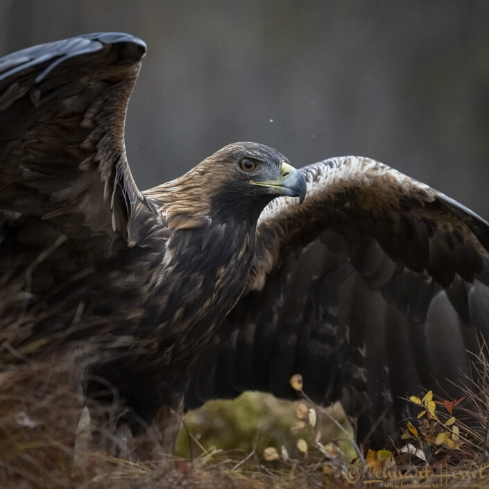 Golden Eagle female Kalvtr&auml;sk