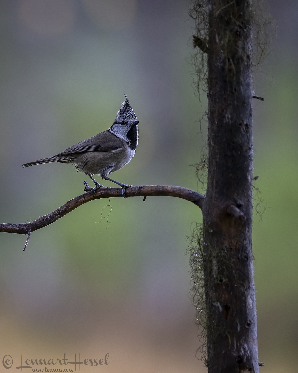 Crested Tit Kalvträsk
