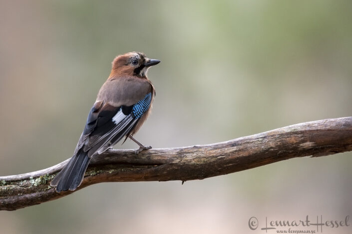 Eurasian Jay Kalvtr&auml;sk