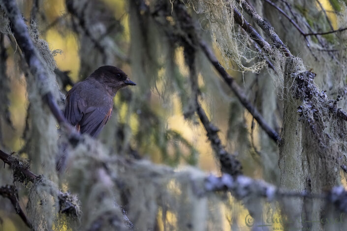 Siberian Jay in habitat Kalvtr&auml;sk