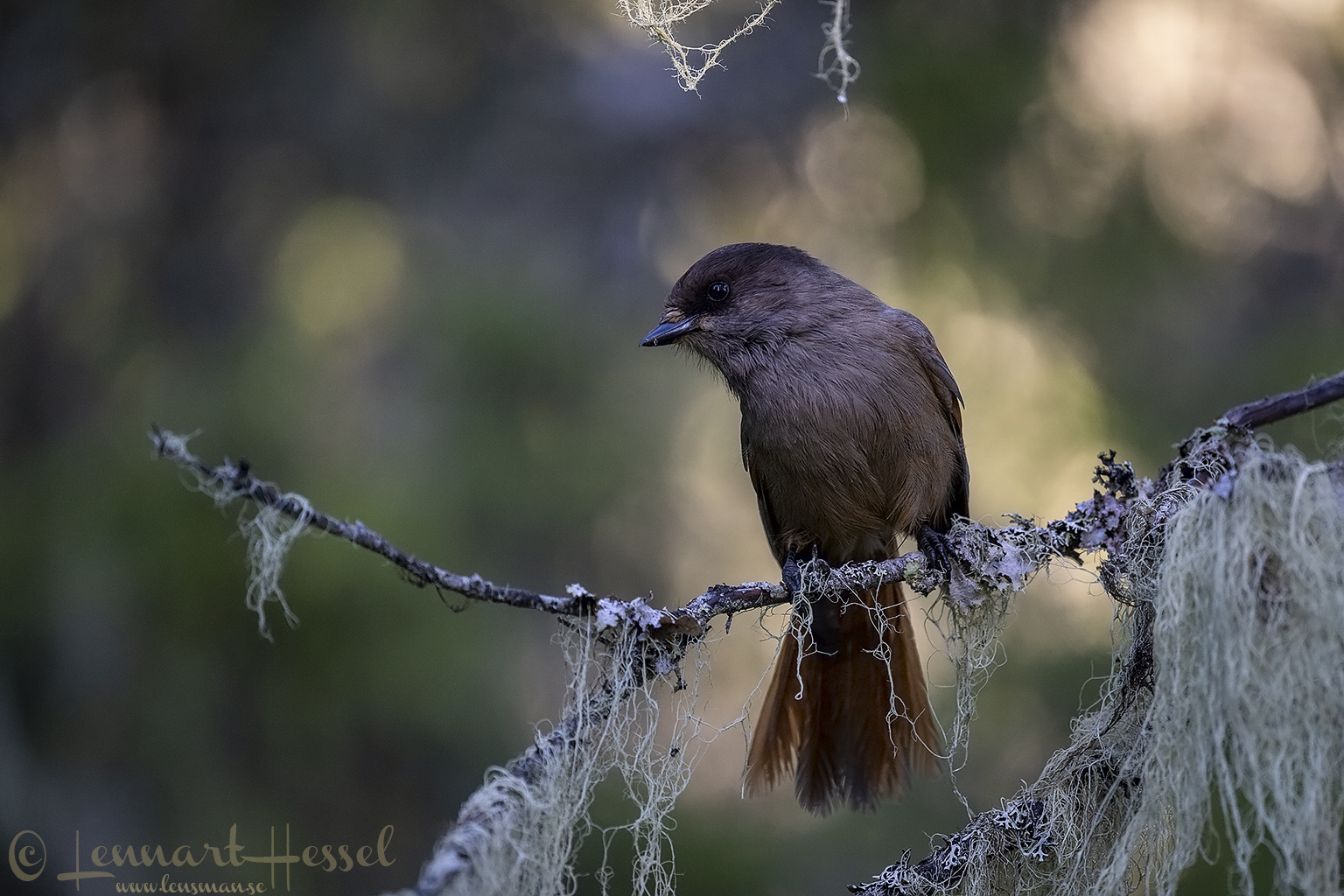 Siberian Jay looking sideways Kalvträsk