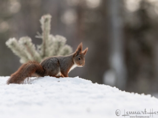 Red squirrel looking, Kalvtr&auml;sk
