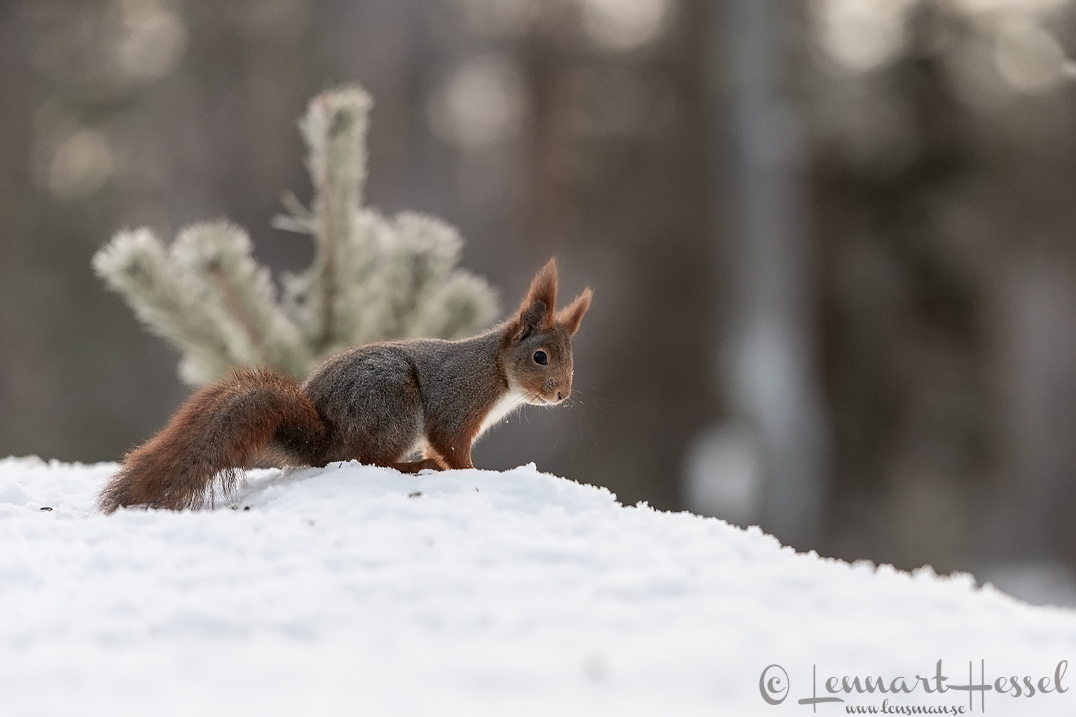 Red squirrel looking, Kalvträsk