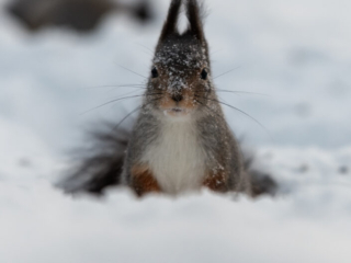 Red Squirrel mug shot, Kalvtr&auml;sk