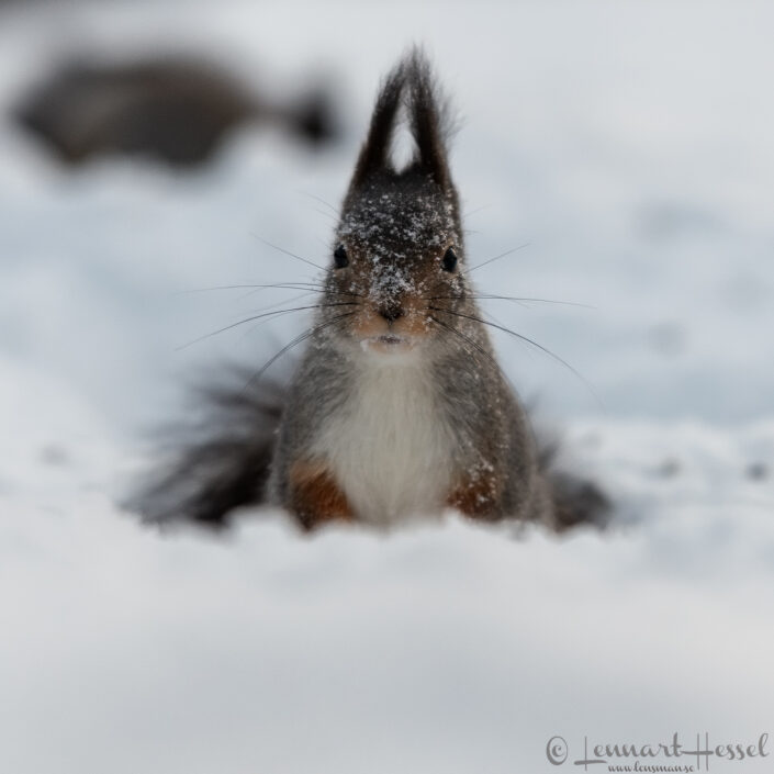 Red Squirrel mug shot, Kalvtr&auml;sk