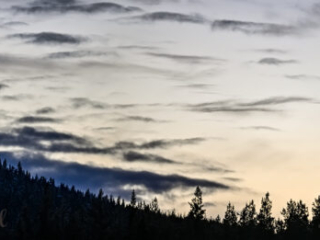Sunset, Kalvtr&auml;sk