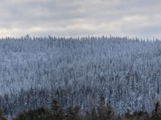 Snow covered White mountain, Kalvtr&auml;sk