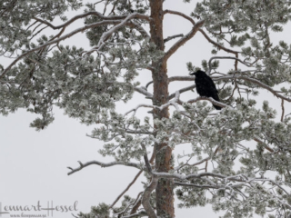 Common Raven in snow covered tree, Kalvtr&auml;sk
