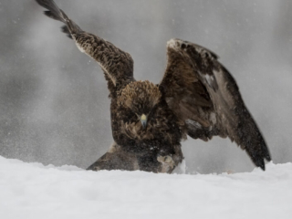 Golden Eagle stomp, Kalvtr&auml;sk