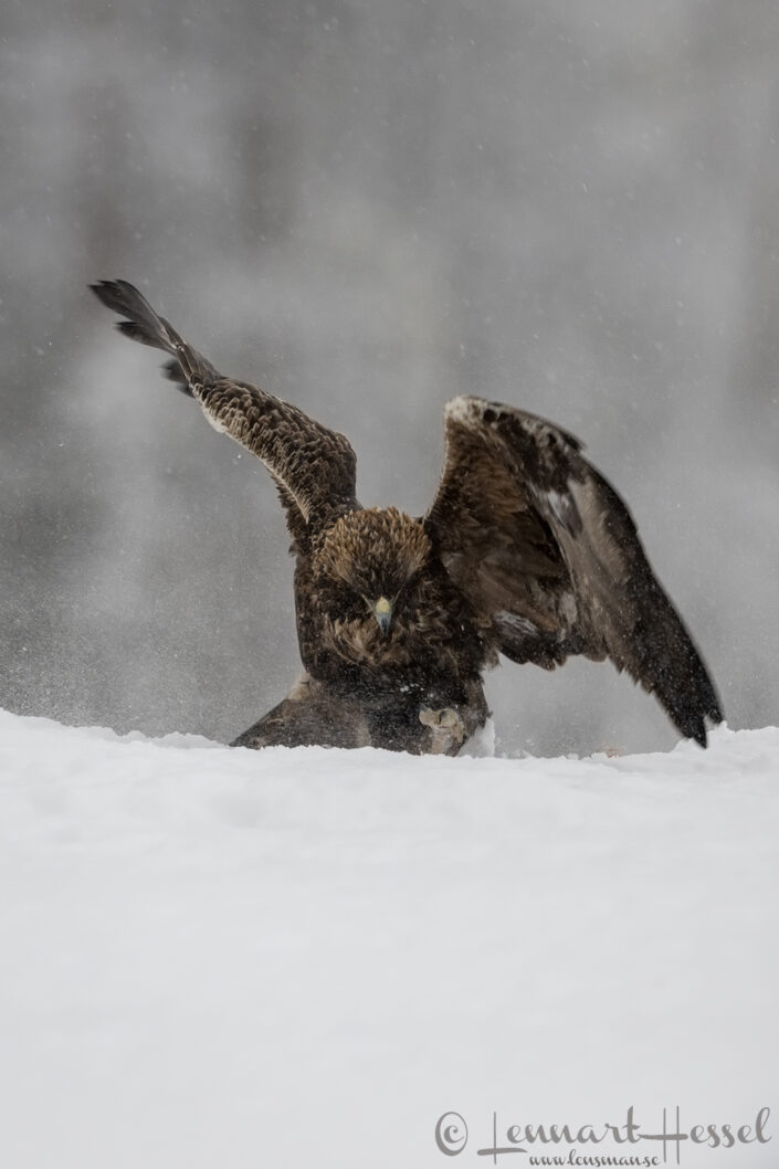Golden Eagle stomp, Kalvtr&auml;sk