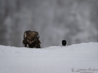 Golden Eagle and Eurasian Magpie, Kalvtr&auml;sk