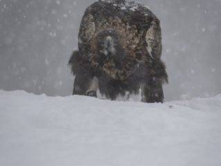 Golden Eagle look, Kalvtr&auml;sk