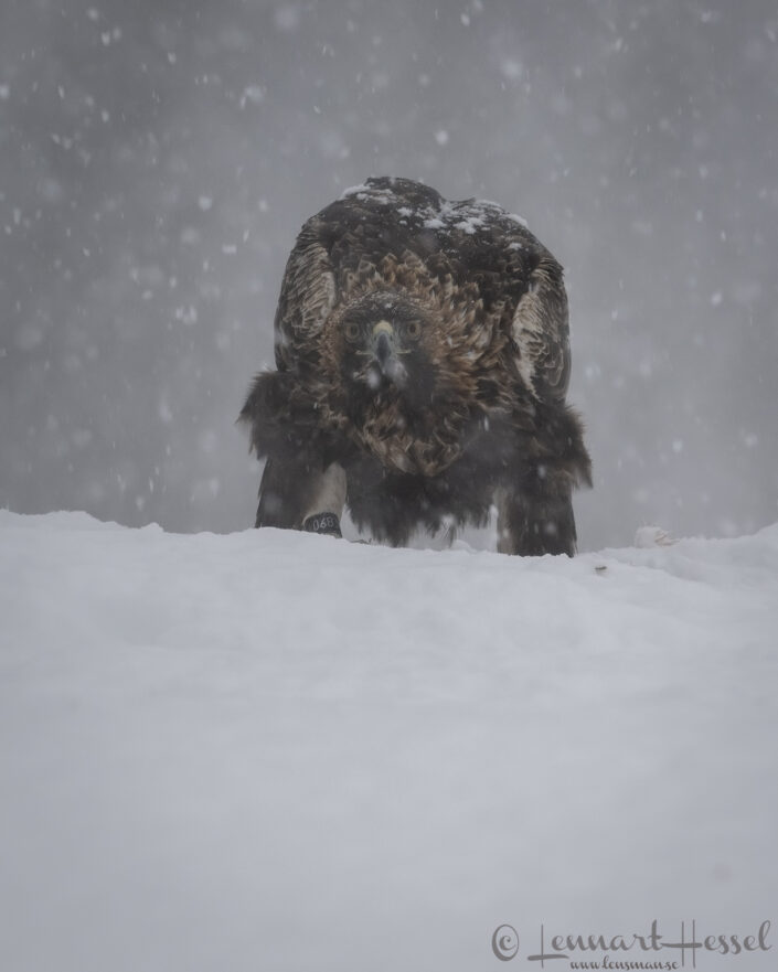 Golden Eagle look, Kalvtr&auml;sk
