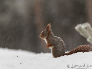 Red Squirrel in snowfall, Kalvtr&auml;sk