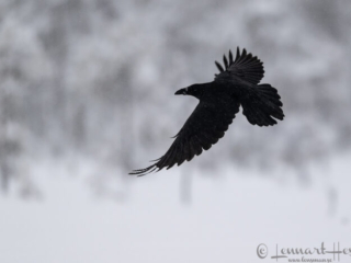 Common Raven flight, Kalvtr&auml;sk