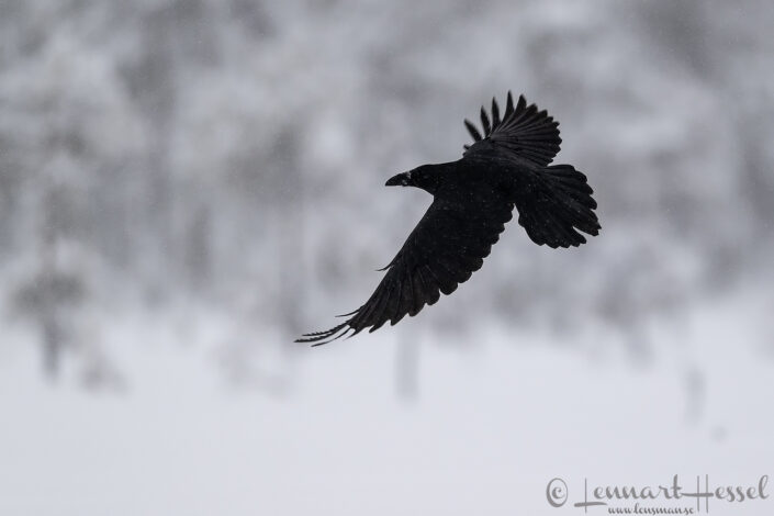 Common Raven flight, Kalvtr&auml;sk