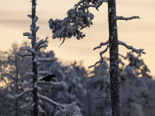 Common Raven in golden light, Kalvtr&auml;sk