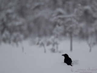 Common Raven in snow, Kalvtr&auml;sk