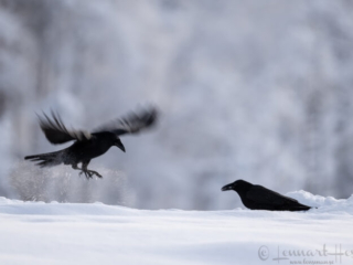 Common Raven jump, Kalvtr&auml;sk