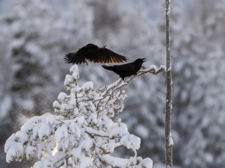 Common Ravens snow, Kalvtr&auml;sk