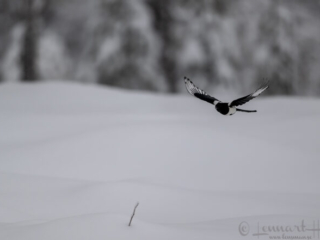 Eurasian Magpie flying, Kalvtr&auml;sk